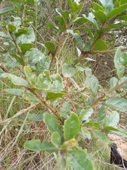Duranta mutisii
