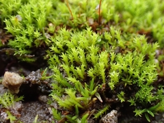 Pseudocrossidium hornschuchianum