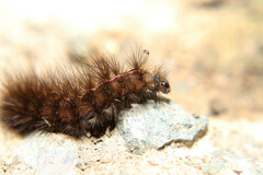 Spilosoma lubricipeda