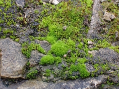 Pseudocrossidium hornschuchianum