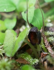 Corybas obscurus