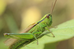 Mecostethus parapleurus