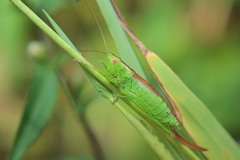 Conocephalus dorsalis