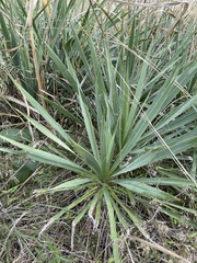 Yucca arkansana