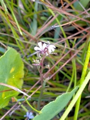 Lobelia anceps