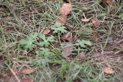 Callirhoe involucrata