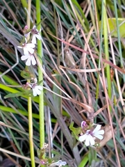 Lobelia anceps