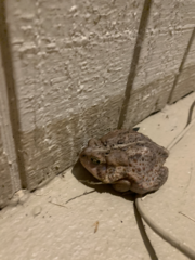 Anaxyrus americanus charlesmithi