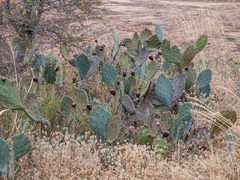 Opuntia orbiculata