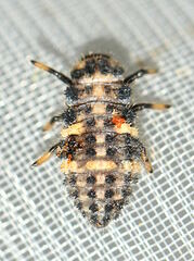 Ceratomegilla alpina