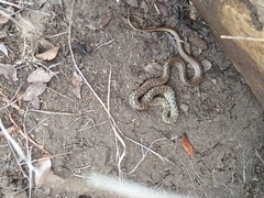 Coluber constrictor flaviventris