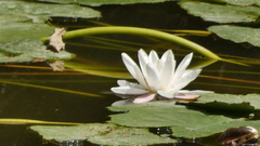 Nymphaea alba