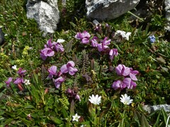 Pedicularis rostratocapitata