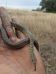 Coluber constrictor flaviventris