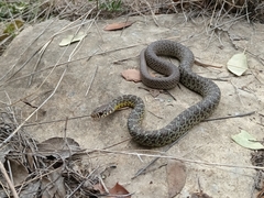 Coluber constrictor flaviventris