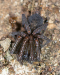 Metaltella simoni