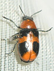 Coptocephala