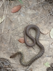 Coluber constrictor flaviventris