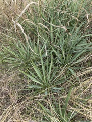 Yucca arkansana