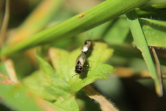 Geocoris megacephalus