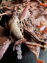 Prophysaon foliolatum