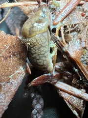 Prophysaon foliolatum
