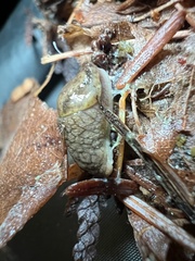 Prophysaon foliolatum