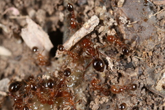 Solenopsis
