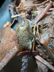 Prophysaon foliolatum