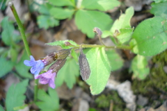 Pulmonaria