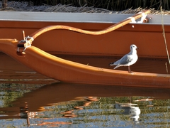 Chroicocephalus serranus