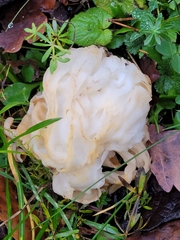 Fungi