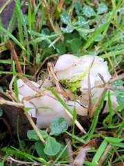 Fungi