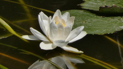Nymphaea alba