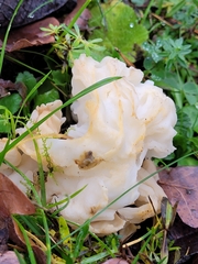 Fungi
