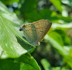 Hypolycaena philippus
