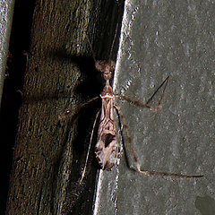 Stenolemus fraterculus