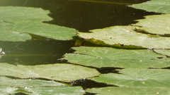 Nymphaea alba