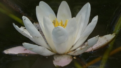 Nymphaea alba