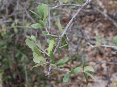 Quercus fusiformis