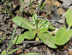 Hypochaeris glabra