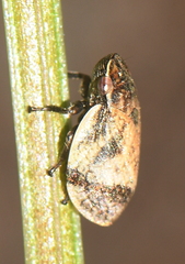 Cicadomorpha
