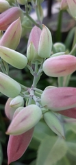 Kalanchoe thyrsiflora