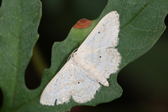 Scopula benitaria