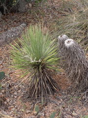 Yucca constricta