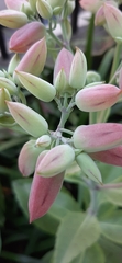 Kalanchoe thyrsiflora