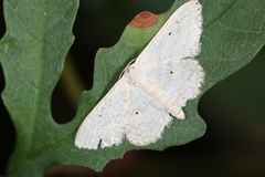 Scopula benitaria
