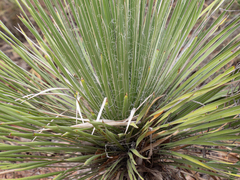 Yucca constricta