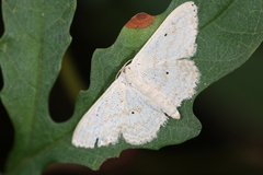 Scopula benitaria