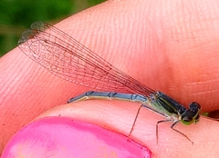 Coenagrionidae